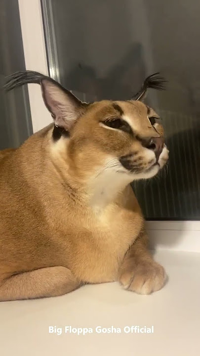 Big Floppa Gosha #caracal