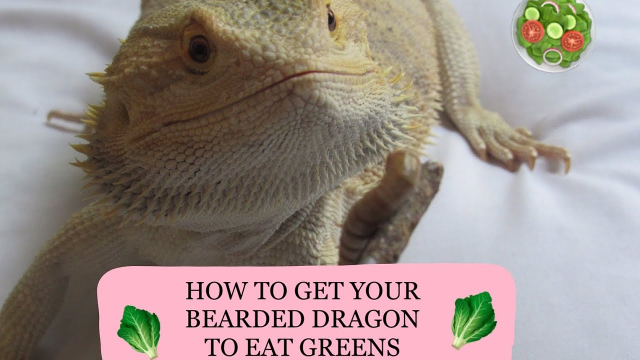 camera iphone 8 plus apk |HOW TO GET YOUR BEARDED DRAGON TO EAT GREENS| 🥗 (will work!)