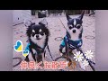 チワワ姉妹、お散歩中もべったり🐶💓🐶Perfect combination 『chihuahua sisters』