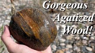 Stunning Agatized Wood! Rockhounding for Agates, Jaspers, Petrified Wood, Ammonites, and More!