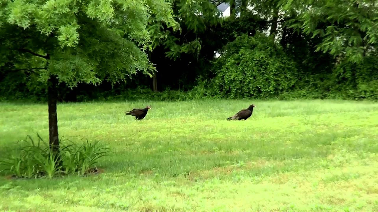 Turkey buzzard..Turkey vulture..Cathartes Aura in New Jersey 08022