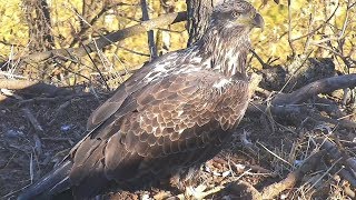 Decorah North Nest | Sub-adult visits the nest ~ 10-23-2018