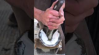 Satisfying Hoof Trimming🐴 #shorts #hooftrimming #satisfying #hoofcare #horseshoeing