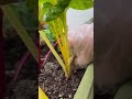 memanen sayur swiss chard kuning dan ungu segar dari tanaman pot organik langsung menggunakan tangan