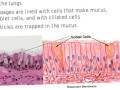 Ciliated cells and goblet cells