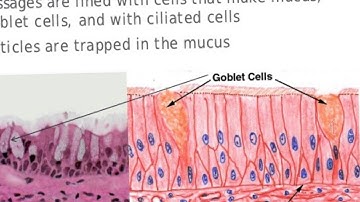 Ciliated cells and goblet cells