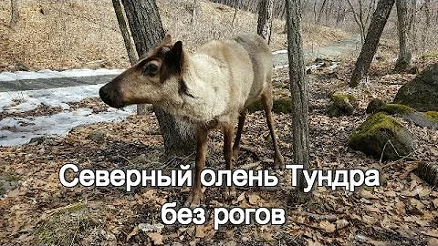 Северный олень Тундра без рогов
