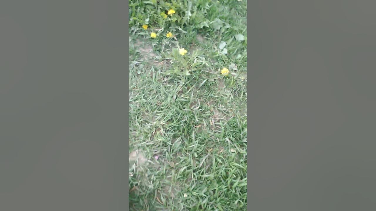 Вышел погулять на улицу - YouTube