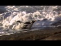 Miniature de la vidéo de la chanson Interlude Pour Les Pingouins