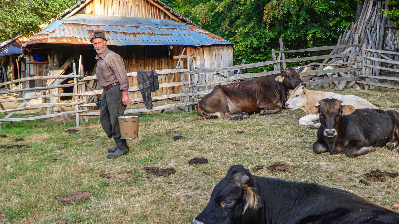 In Vizita la Nea Ilie - De 7 Ani Locuieste in Padure