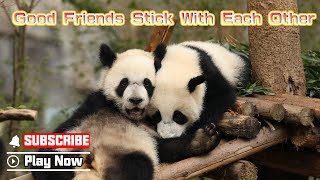 Two Pandas Cling Together Whenever They Go | Ipanda