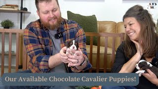 Our Available Chocolate Cavalier Puppies!
