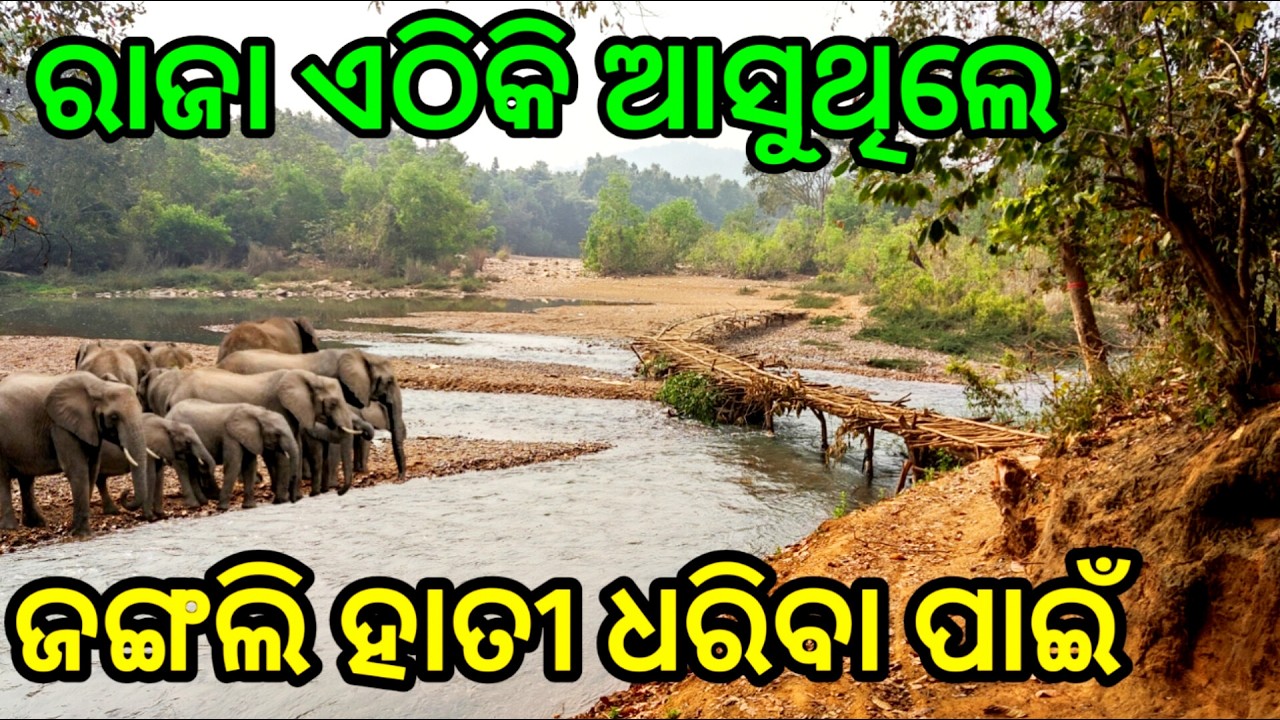 ମାଁ କଳା ମହାପାଟ ଙ୍କୁ ପୂଜା କରି ରାଜା ଏହି ଜଙ୍ଗଲରୁ ଧରୁଥିଲେ ହାତୀ | Kamakhyanagar | Dhenkanal
