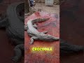 Delicious Ways to Cook Crocodile Meat