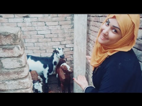 روتين الست الشاطرة إللي كلها نشاط في تنظيف السطح للطيور