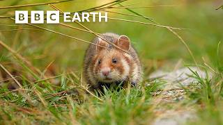 Meet the Amazing Animals Coexisting With Humans | Full Series | BBC Earth