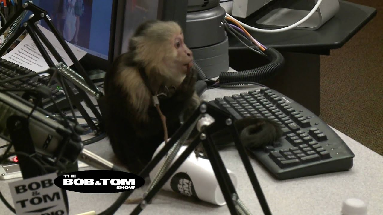 Monkey Riding a Dog - YouTube