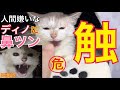 みぱねサブ(触)人間嫌いなディノに鼻ツンできるか?・獣医さんの往診!・ぬし深夜まで猫活・里親希望を大募集!