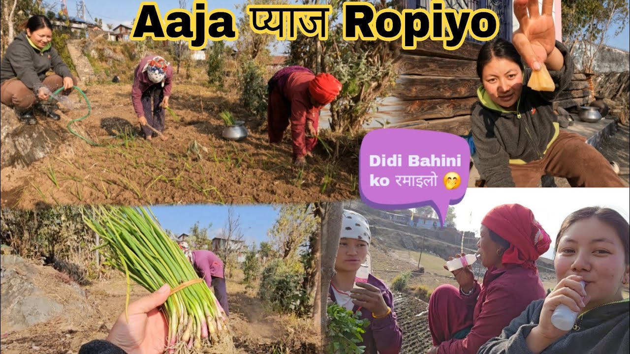 DIDI BAHINI MILERA AJA PYAJ LAGAIYO HAI 🤭 MILERA KAM GARDA DERAI RAMAILO😊