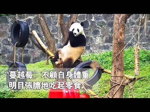 《熊貓早晚安》“蔓越莓”不顧自身體重，明目張膽地吃起零食 | iPanda