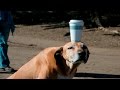 Best Funny Cats & Dog Fails