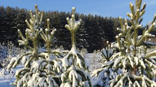 На что важно обратить внимание художнику при написании снега! Рекомендация Татьяны Букреевой