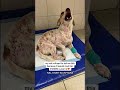 MY VET LIED TO ME FOR 9 MONTHS.A lie that cost me $3,847 and almost killed my dog#usa #uk #canada