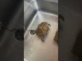風呂場にも黒光ゴキブリが現れた #shorts