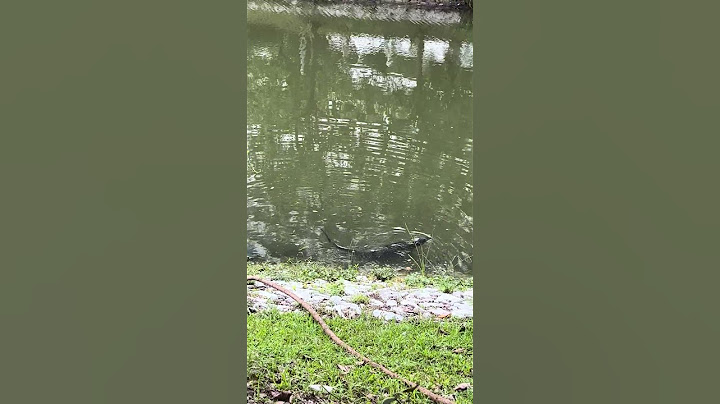 Monitor Lizard - Punggol, Singapore