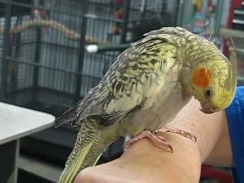 YouTube video