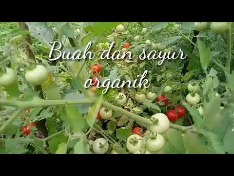 Video: Cara Memetik Sayur