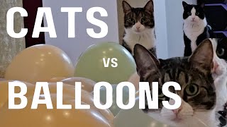 cats vs balloons