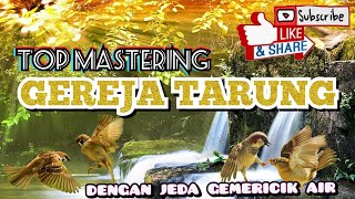 GEREJA TARUNG || MASTERAN PALING DI CARI KICAU MANIA