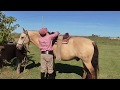 Como ensillar un caballo de nuestra zona - WWW.LOSEQUINOS.COM