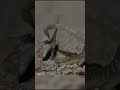 Scorpion Takes Down Moth