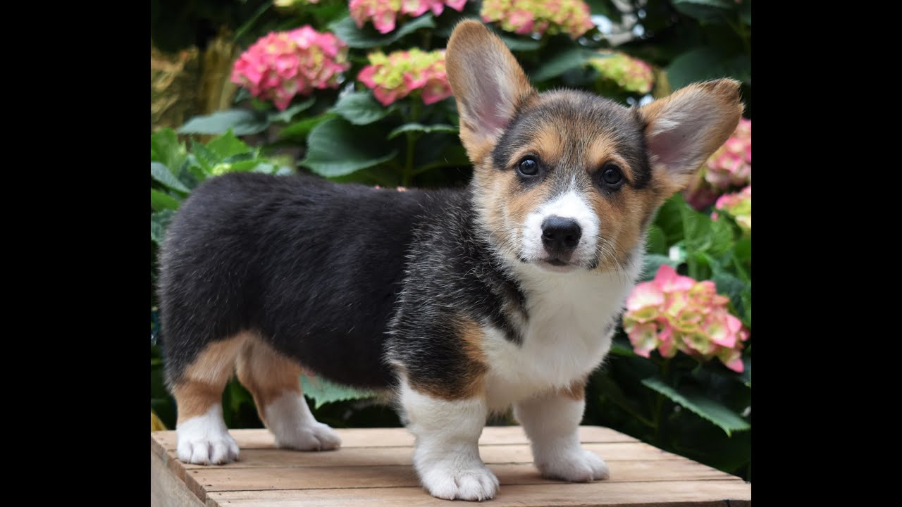 Welsh Corgi Puppies for Sale - YouTube