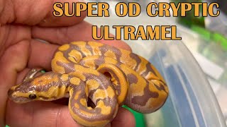 Famous SUPER ORANGE DREAM ULTRAMEL CRYPTIC CLUTCH HATCHES! Net Worth