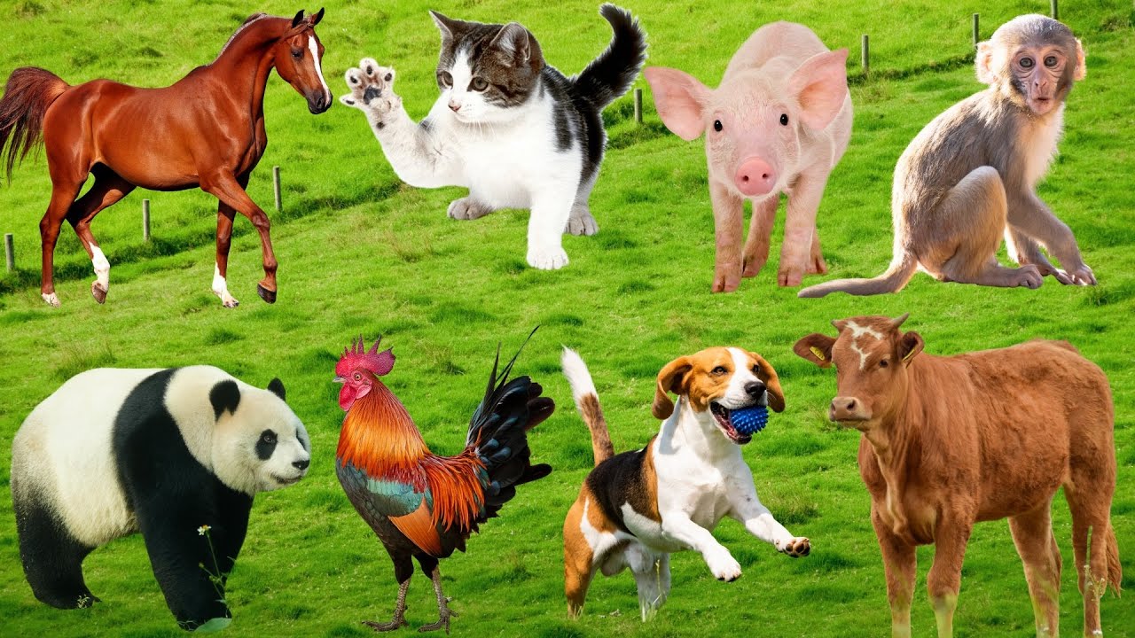 Dog Cat Rabbit Cow Animal Life: Horse, Cow, Rabbit, Cat, Sheep, Dog, Panda, Pig, Giraffe ...