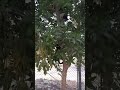 Kitten playing on the tree