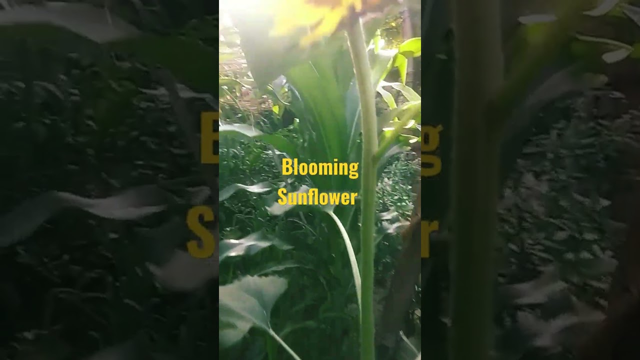 My sunflower collection 