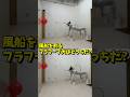 『風船を割るフラフープ犬はどっちだ?』#犬 #チャレンジ