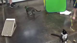 Playtime! Kitten Training & Socialization Class by maueyes 338 views 6 years ago 43 seconds