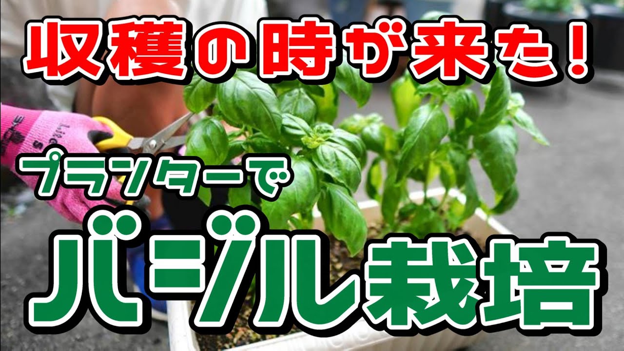 プランター栽培2024⑭ バジル篇 完結 / 収穫の時が来た!