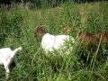 Goats Browsing in Early July 2011 - On the pond Farm MVI_4664.AVI