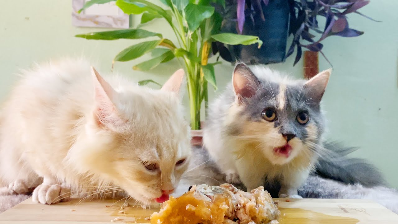 Fascinating! kittens meows then enjoys eating TUNA Fish Food together