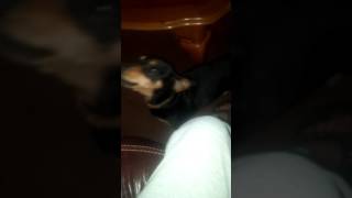 Rascal Telling Me He Loves Me So Sweet