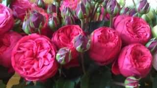 : Piano Garden Rose Series: Bridal Piano, Pink Piano and Red Piano