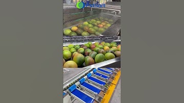 Mango sorting machine