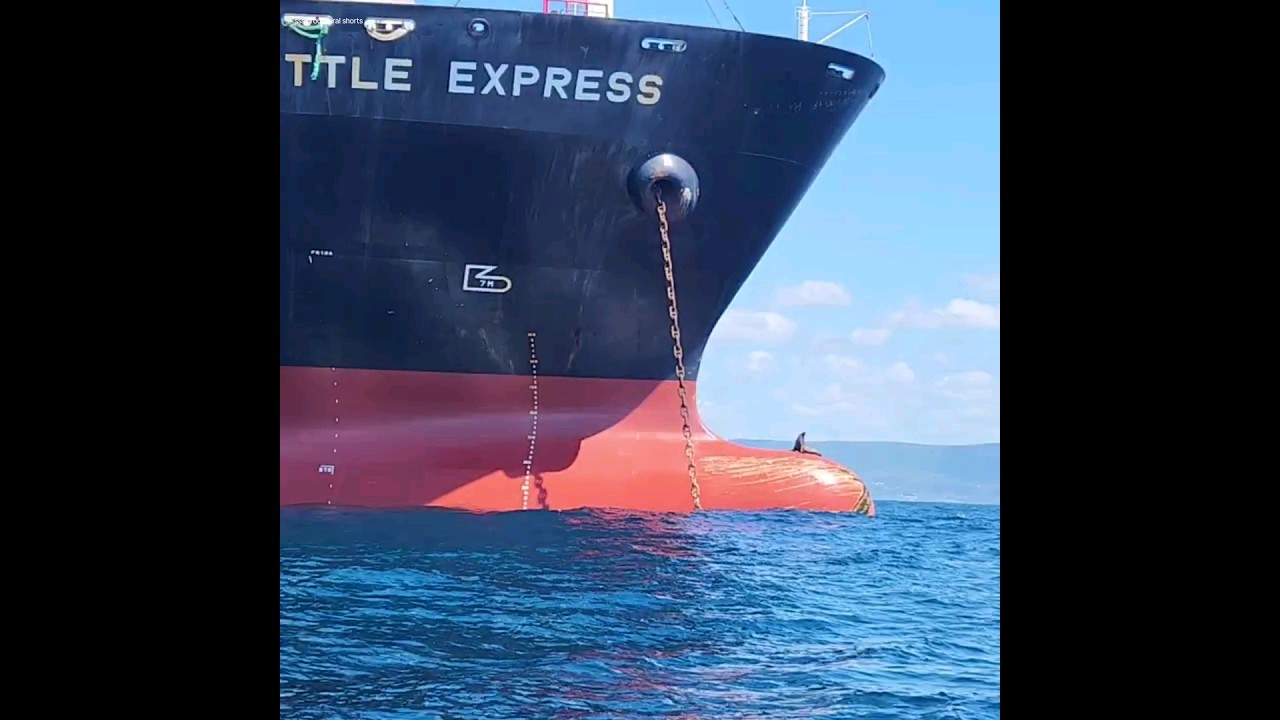Seal chilling on ship ⚓️😱💯🦭