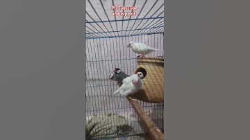 #java #birds #lovebirds #sparrow #ytshorts #shorts #fyp #finch